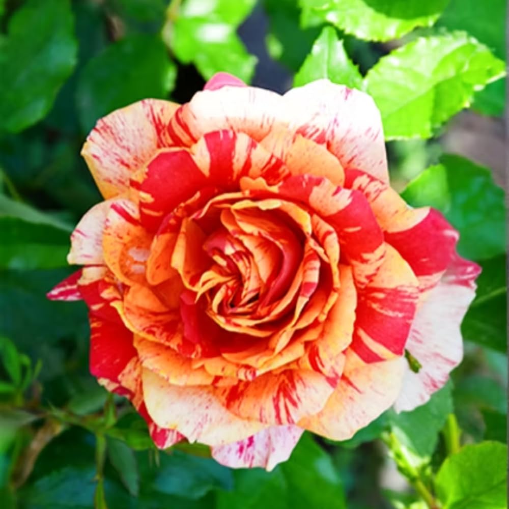 Rose Bush Live Plant - Rose Plant Live Shrub - Bareroot with Soil 5-10 Inch Tall - Fragrant Rose Flowers Heirloom Rose Shrub - No Pot (Rare Orange Rose)