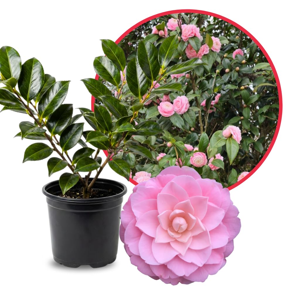 Camellia Plant Live for Outdoor Planting, Camellias Starter in 4'' Pot, Vibrant Ornamental Blooms, 8-12'' Tall (Pink Camellia)