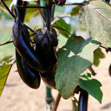 100 Black Eggplant Seeds for Planting, Eggplants Seeds, Vegetable Plant Garden