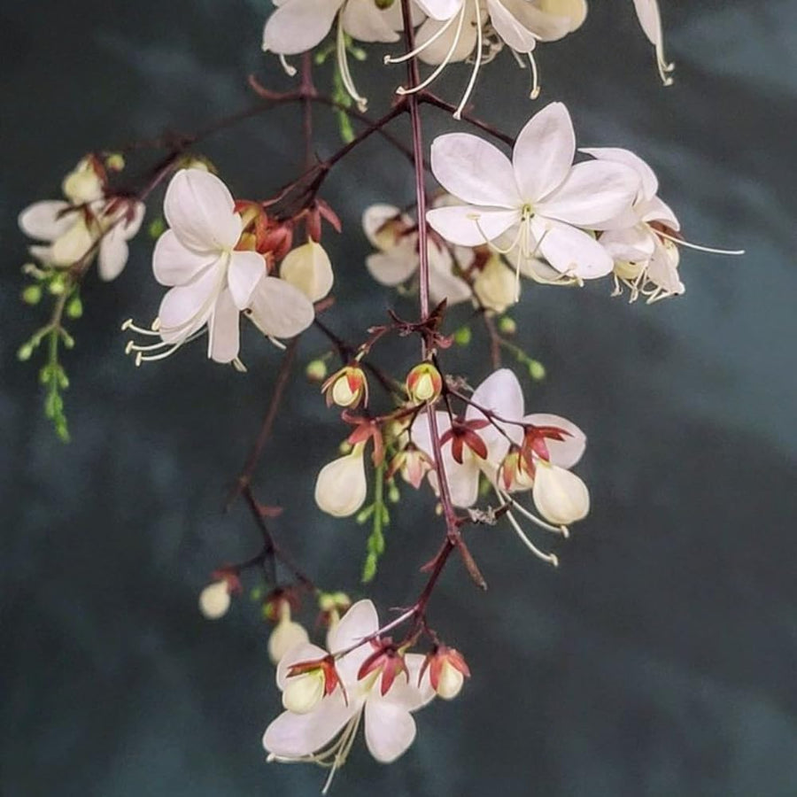 Wallichii Clerodendrum Live Plant 4–7″ Tall, Trailing Clerodendrum Vine, Fragrant Flowering Tropical Shrub