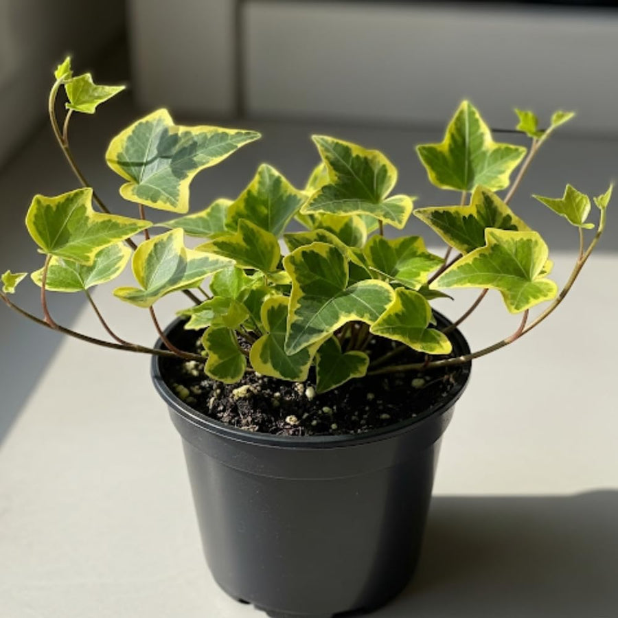 Variegated Ivy Plant, 4 Inch Pot, Hardy English Ivy Groundcover Houseplant