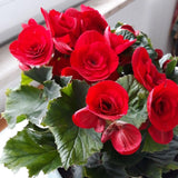 Red Begonia Live Plant, 3–6 Inch Tall, 4” Pot, Ornamental Foliage Begonia Plant, Colorful Indoor Houseplant for Home and Office Decor