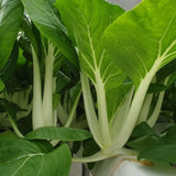 500+ White Pak Choi Seeds, Bok Choy Vegetable Seeds, Leafy Green Vegetable, Suitable for Home Garden Planting, Outdoor Growing Use