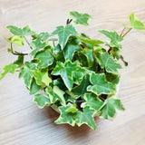 Variegated Ivy Plant, 6 Inch Pot, Hardy English Ivy Groundcover Houseplant