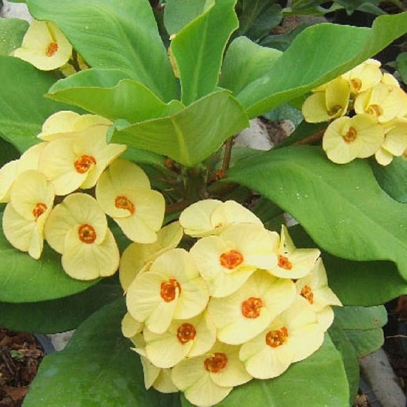 Yellow Crown of Thorns Plant Live, Euphorbia Milii Flowering Succulent Live Plant, 1 Feet Tall, Large Blooms
