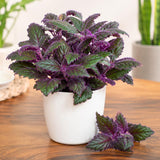 Gynura Purple Velvet Plant Live 4-6 Inches Tall, Purple Passion Plant, Velvet Leaf Houseplant in 4 Inch Pot for Growing