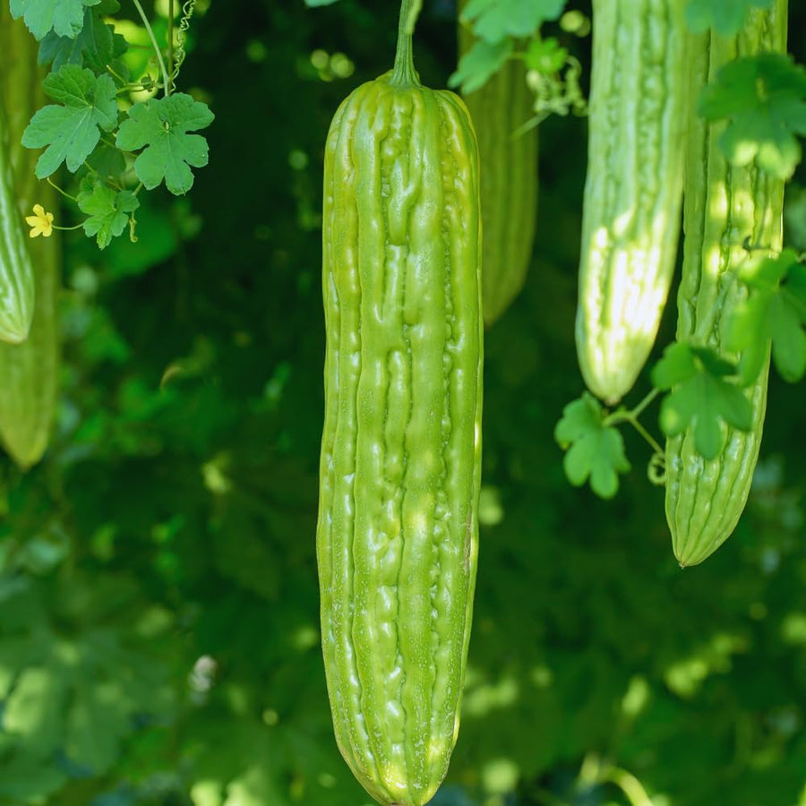 20 Long Bitter Melon Seeds for Planting, Bitter Gourd Vegetable Seeds, Easy to Plant