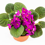 Bright Pink African Violets Live Plant in 4" Pot, Starter African Violet for HouseplantIndoor Outdoor Home Decor