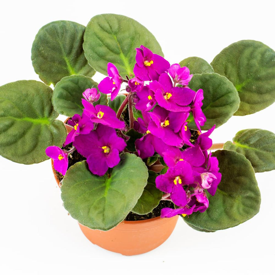 Bright Pink African Violets Live Plant in 4" Pot, Starter African Violet for HouseplantIndoor Outdoor Home Decor