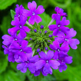 2 Perennial Purple Verbena Plants Live for Trailing Bushes Shrubs, Well Rooted in Pot, 5-9 Inches Tall