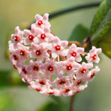 Hoya Hindu Rope Plant, Hoya Plants Live Houseplants, 4 Inch Pot, 4-7 Inches Tall, Trailing Houseplant for Indoor Décor and Hanging Baskets