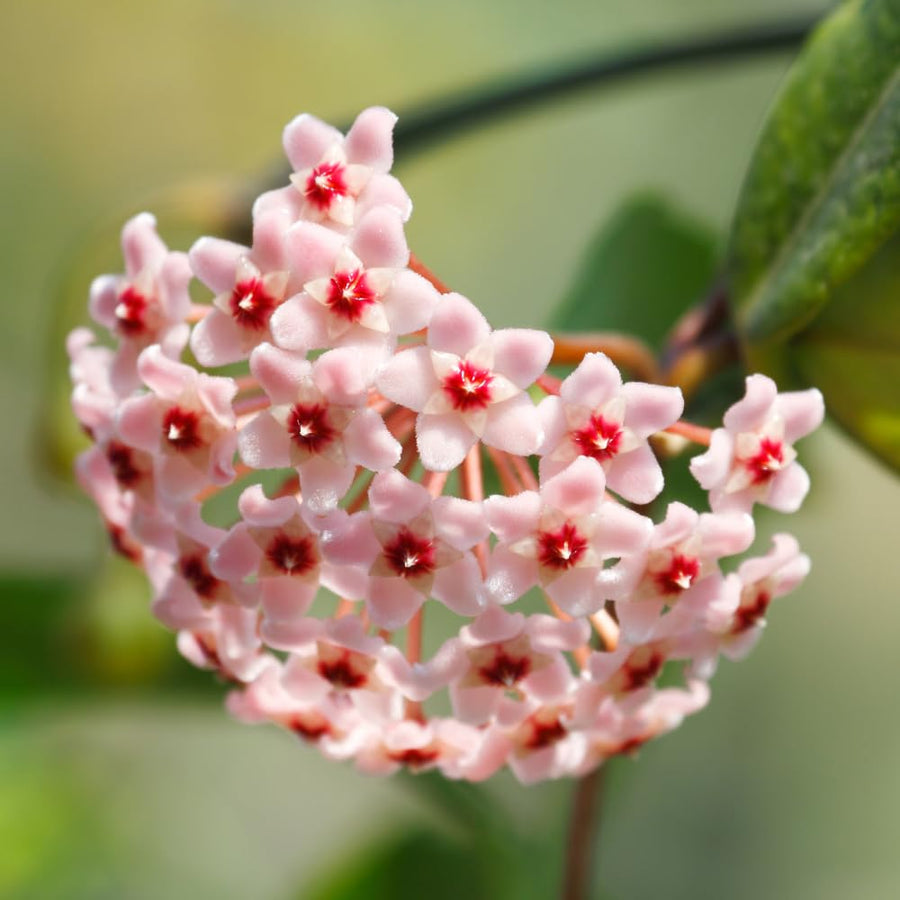 Hoya Hindu Rope Plant, Hoya Plants Live Houseplants, 4 Inch Pot, 4-7 Inches Tall, Trailing Houseplant for Indoor Décor and Hanging Baskets
