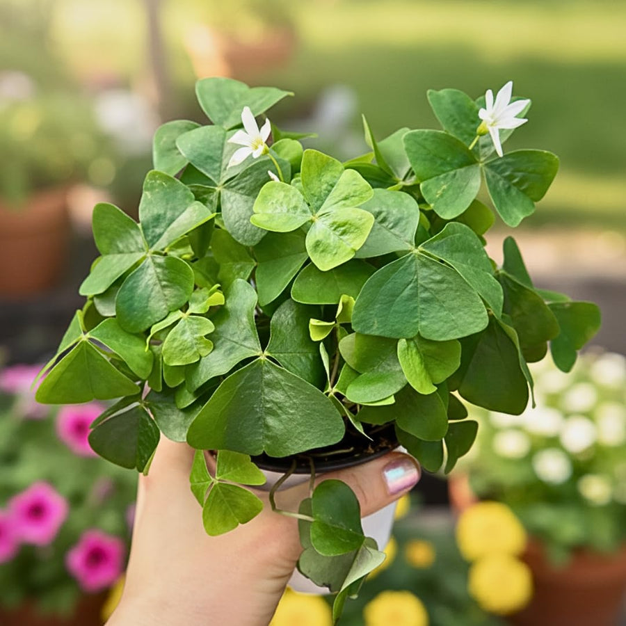 Live Green Oxalis Shamrock, Oxalis Triangularis Plant, 4 Inch Pot, Well Rooted, Ready for Planting