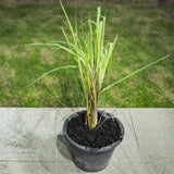Pack 2 Lemongrass Plants Live, Edible Fragrant Lemongrass Herb Plants Potted, Outdoor Growing