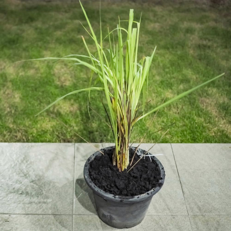 Pack 2 Lemongrass Plants Live, Edible Fragrant Lemongrass Herb Plants Potted, Outdoor Growing