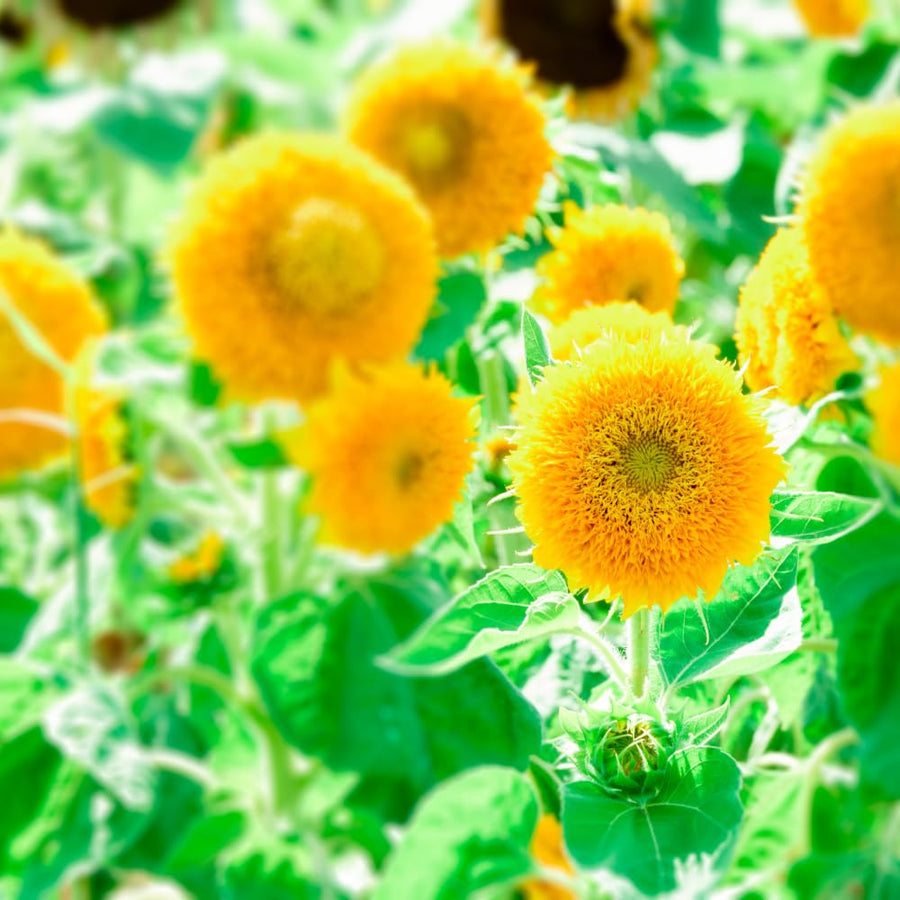 150 Sunflower Seeds for Planting, Double Yellow Sunflower Seed, Flower Plant Garden
