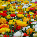 Ranunculus Bulbs, 25 Ranunculus Bulbs, French Peony Style Buttercup Corms, Spring Blooming Garden Flowers, Vibrant Flower Plant (Mix Ranunculus)
