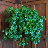 Green Swedish Ivy Live Plants in 4'' Pot, Hardy Ivy Vine Plant for Trellis, Ground Cover, Live Indoor Houseplants