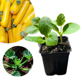 2 Yellow Squash Zucchini Plants, Live Squash Plants, 3-5'' Tall, Yellow Zucchini, 2 Plants per Pot