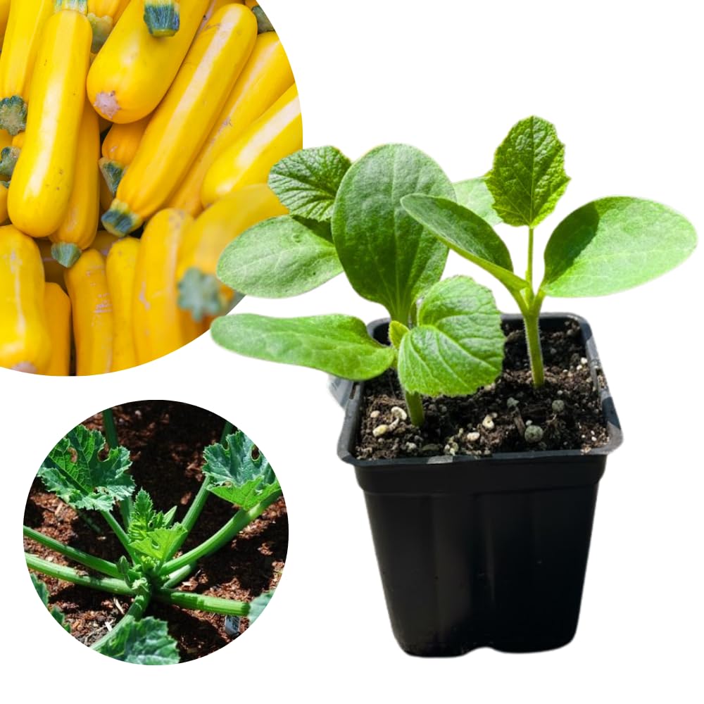 2 Yellow Squash Zucchini Plants, Live Squash Plants, 3-5'' Tall, Yellow Zucchini, 2 Plants per Pot