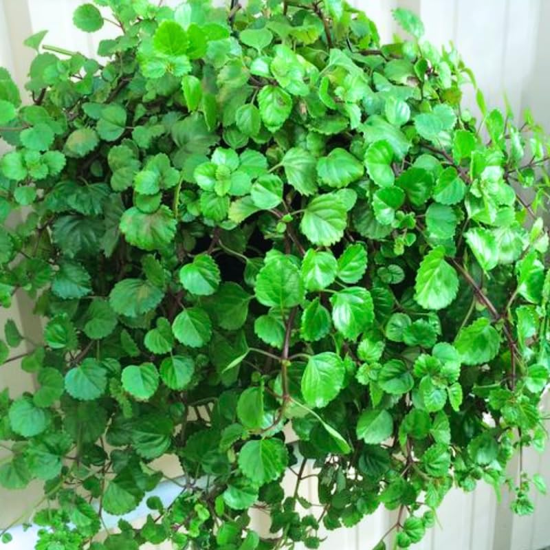 2 Green Swedish Ivy Plants Live for Planting, Plectranthus Swedish Ivy Herb Live Starter Plants, Swedish Ivy Mint Plant Hanging Basket Houseplant