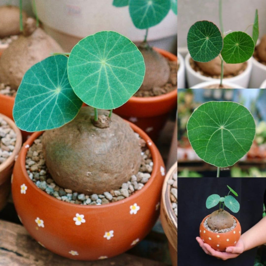 Starter 2-2.5" Stephania Cephalantha Plant Bulb, Various Size Caudex, Rare Succulent with No Hair Roots, Home Decor, Houseplant, Cold Hardy (4 to 5 Cm Caudex)