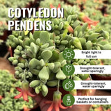 Cotyledon Pendens Succulent Live Plant Potted, Trailing Succulent Rare House Plant for Home Office Decoration, Indoor Outdoor Growing, 2" Pot, Starter Plants