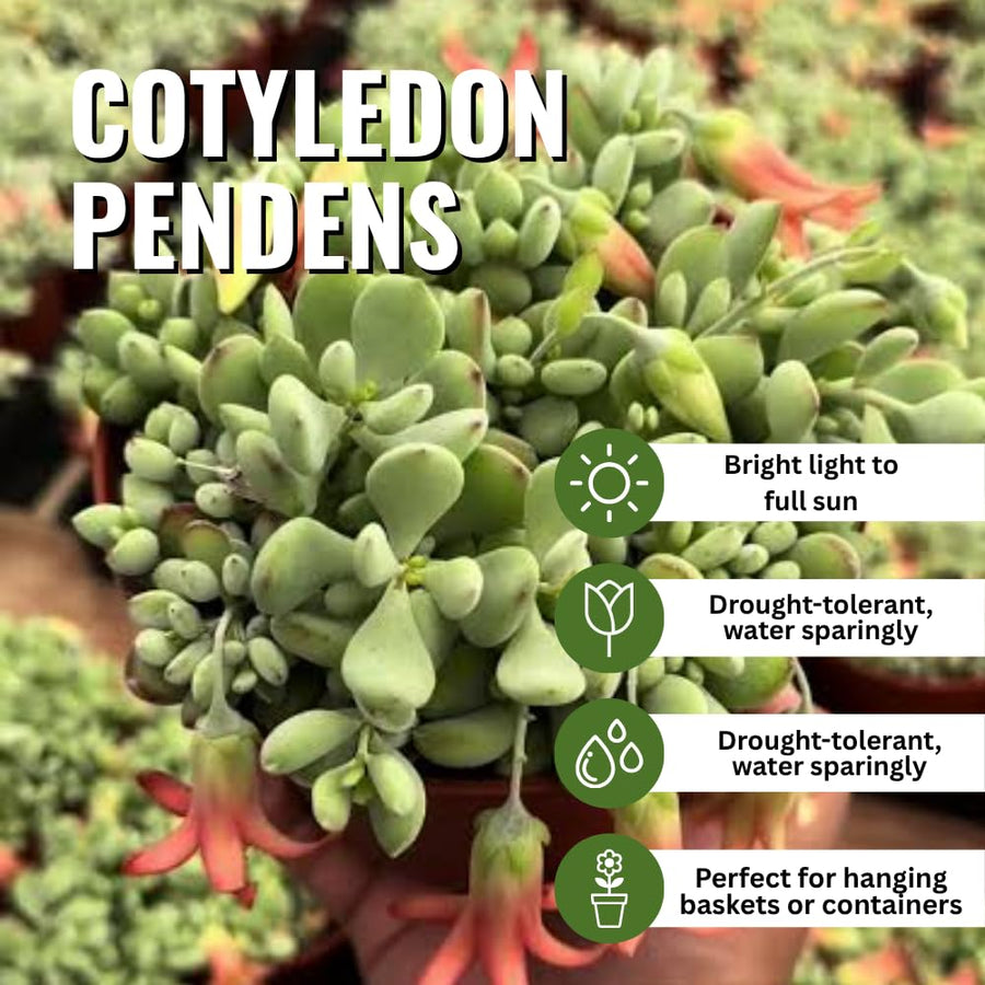 Cotyledon Pendens Succulent Live Plant Potted, Trailing Succulent Rare House Plant for Home Office Decoration, Indoor Outdoor Growing, 2" Pot, Starter Plants