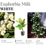 Euphorbia Milii Live Plant, Crown of Thorns Live Plant, Mix Flower Houseplant, 5-8 Inc Tall, Cold Hardy (White)