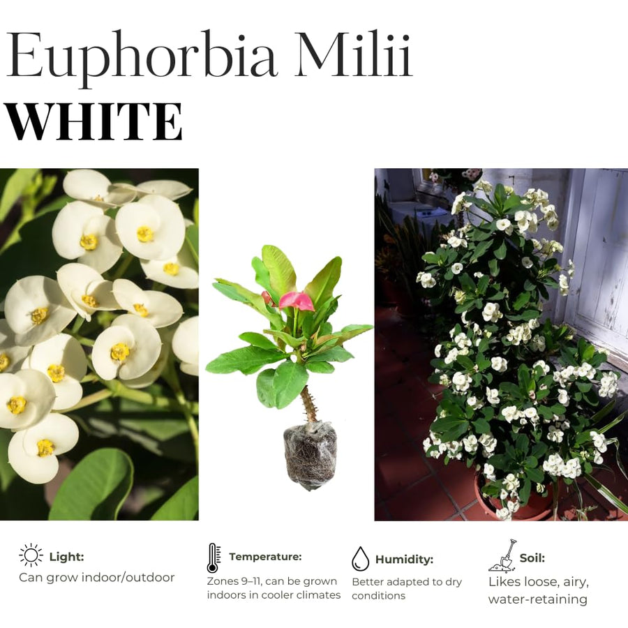 Euphorbia Milii Live Plant, Crown of Thorns Live Plant, Mix Flower Houseplant, 5-8 Inc Tall, Cold Hardy (White)