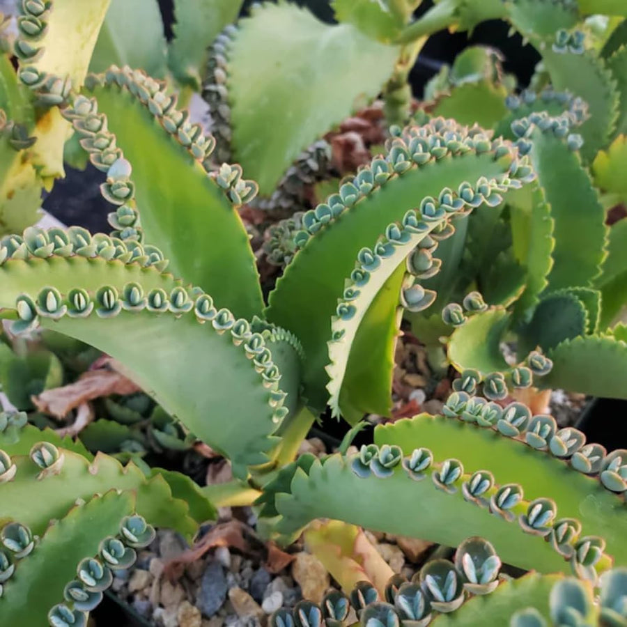 Kalanchoe Plant Live, Mother of Thousands Live Plant in 2" Pot, Rare Succulent Indoor Houseplant (Green Kalanchoe)