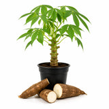 Sweet Yuca Cassava Plant Live, Cassava Plant Well Rooted 4 Inch Pot, Annual Vegetable Roots for Growing
