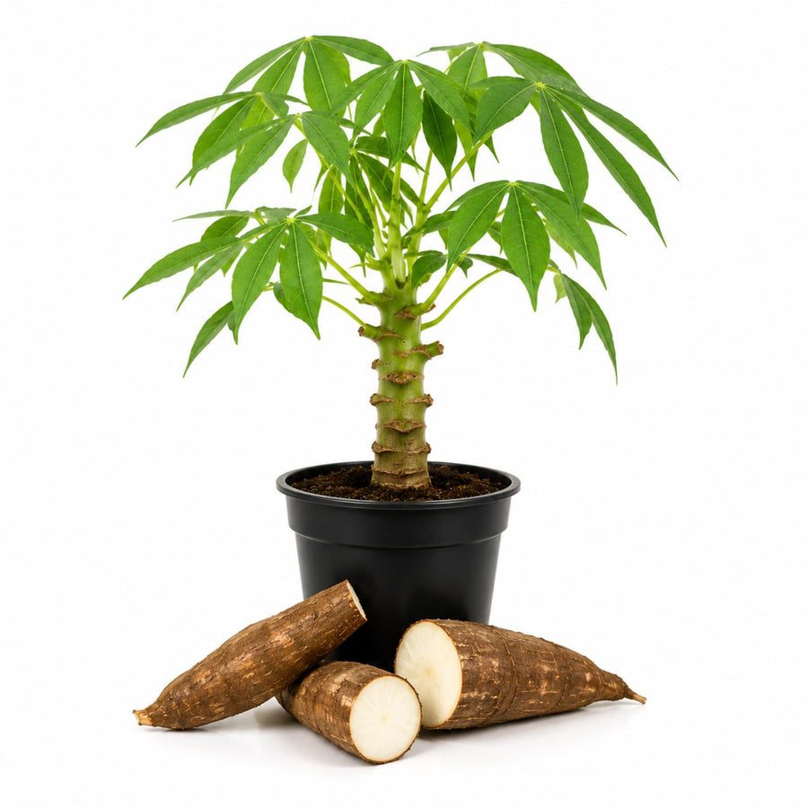 Sweet Yuca Cassava Plant Live, Cassava Plant Well Rooted 4 Inch Pot, Annual Vegetable Roots for Growing
