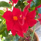 2 Mandevilla Live Plants, Mandevilla Flowering Vines Trellis, 4-9 Inch Tall Plants for Hanging Baskets, Container and Garden Growing (Red)