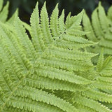 5 Lady Fern Rhizomes Live Plants for Planting, Ferns Live Plants Outdoors Indoors Full Shade, Bare Roots, Fast-Growing