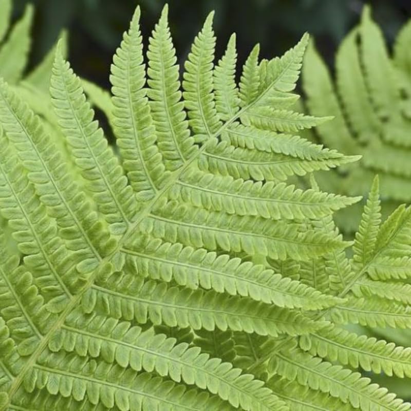 5 Lady Fern Rhizomes Live Plants for Planting, Ferns Live Plants Outdoors Indoors Full Shade, Bare Roots, Fast-Growing