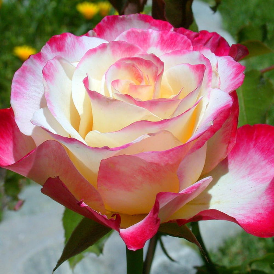 Rare Rose Bush Live Plant - Rose Plant Live to Grow - Bareroot 5-10 Inch Tall - Fragrant Rose Flowers Shrub - No Pot (Delight Rose)