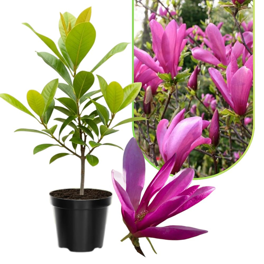 Ann Magnolia Tree Live Plant in 2.5 Inches Pot, Dormant in Winter, 6-12 Inches in Tall, Ornamental Spring Flowering Tree, Outdoor