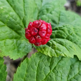5 Golden Seal Roots for Planting, Goldenseal Plants Live from 4''Tall, Shrub Garden