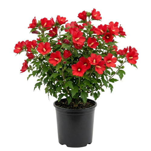 Red Rose of Sharon Plant Live, Rose of Sharon Plant, Quart Pot, 6-10 Inches Tall, Vibrant Bloom, Red Althea for Indoor Outdoor Growing