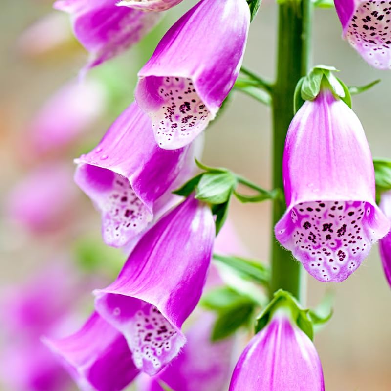 Set 6 Purple Foxglove Plants Live, in 3" Pots, Hardy Perennial Foxgloves Flowers for Outdoor Garden Planting
