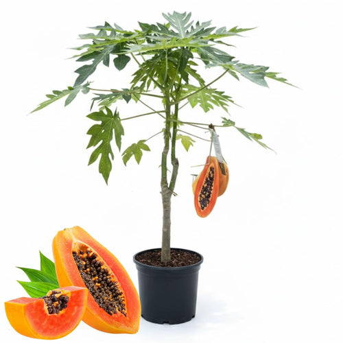Red Papaya Tree Live Plant, 2 Feet Tall, Fast Growing Tropical Fruit Tree for Outdoor or Indoor Planting