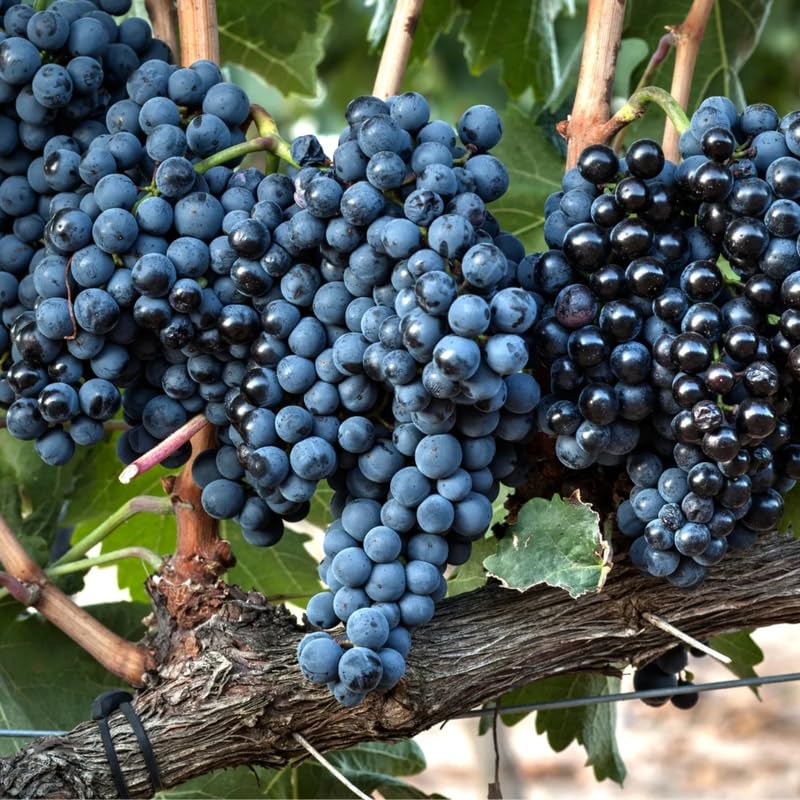 Black Grape Vine Plant Live for Planting, Grape Plant Live Grape Tree 1 to 2 Years Old, Grape Fruit Tree for Planting