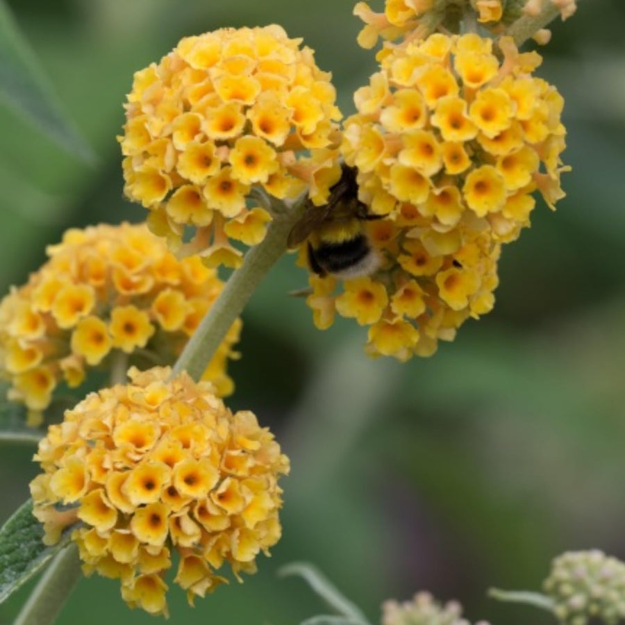 Butterfly Bush Plant for Plant, Size 5 to 7 Inch Tall Plant, Without Pot, Butterfly Bushes Plant (Yellow Flowers)
