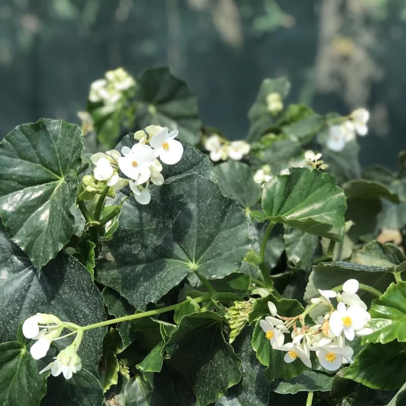 Begonia Plant Live 4" Pot, Colorful Foliage Begonia for Pot or Hanging Basket, Easy-Care Houseplant, Live Indoor Houseplant 6-8 Inch - Angel Wing
