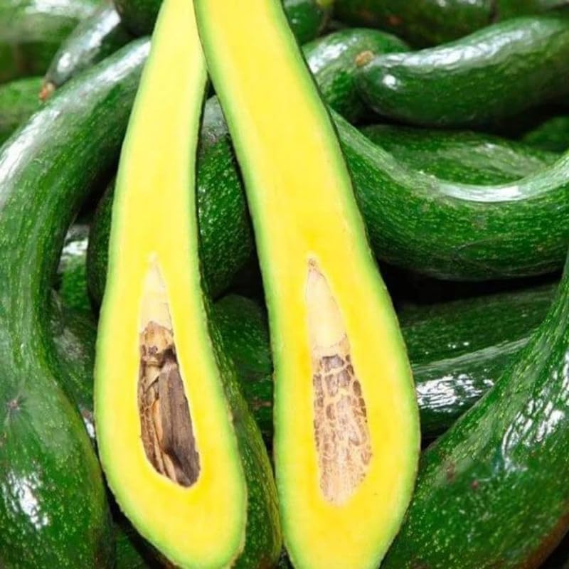 Long Neck Avocado Tree 3 Feet Up, Russell Long Neck Avocado Fruit Tree Live Plant, Ready to Grow