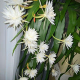 2 Queen of the Night Live Plant in 4 Inch Pot, Rare Night Blooming Orchid Cactus, Epiphyllum Oxypetalum Live Plant, 3-6 Inches Tall