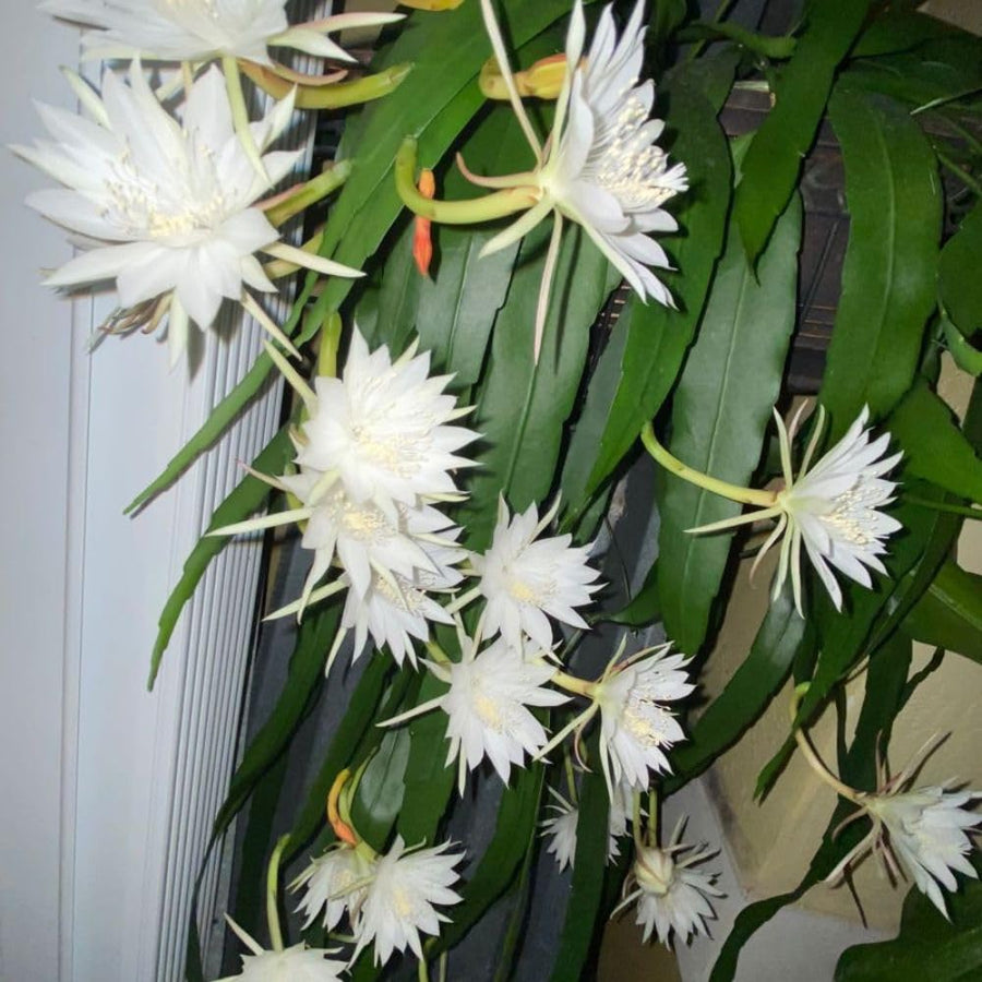2 Queen of the Night Live Plant in 4 Inch Pot, Rare Night Blooming Orchid Cactus, Epiphyllum Oxypetalum Live Plant, 3-6 Inches Tall