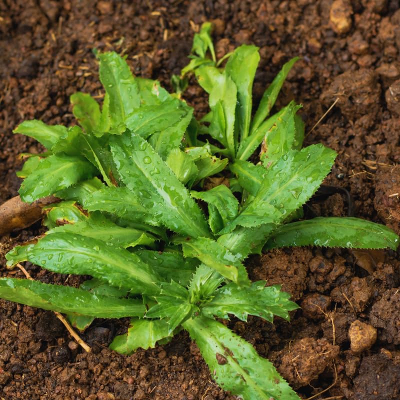2 Culantro Plants Live, Culantro Live Plant, 5 to 7 Inches Tall, Vegetable Herb Plant for Growing