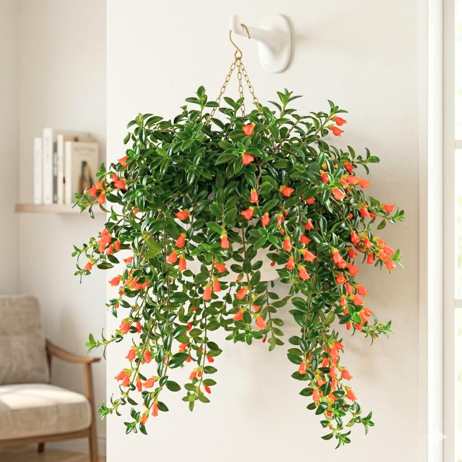 Goldfish Plants Live Houseplants, 4-7 Inches Tall in 4 Inch Pot, Trailing Goldfish Plant Live, Bright Orange Flowers Indoor Plant for Home Decor